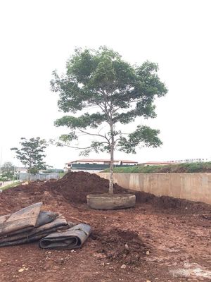 جودة سفينة مطاطية بحرية تطلق أكياس هوائية للحوض الجاف لإطلاق سفينة الرفع مصنع